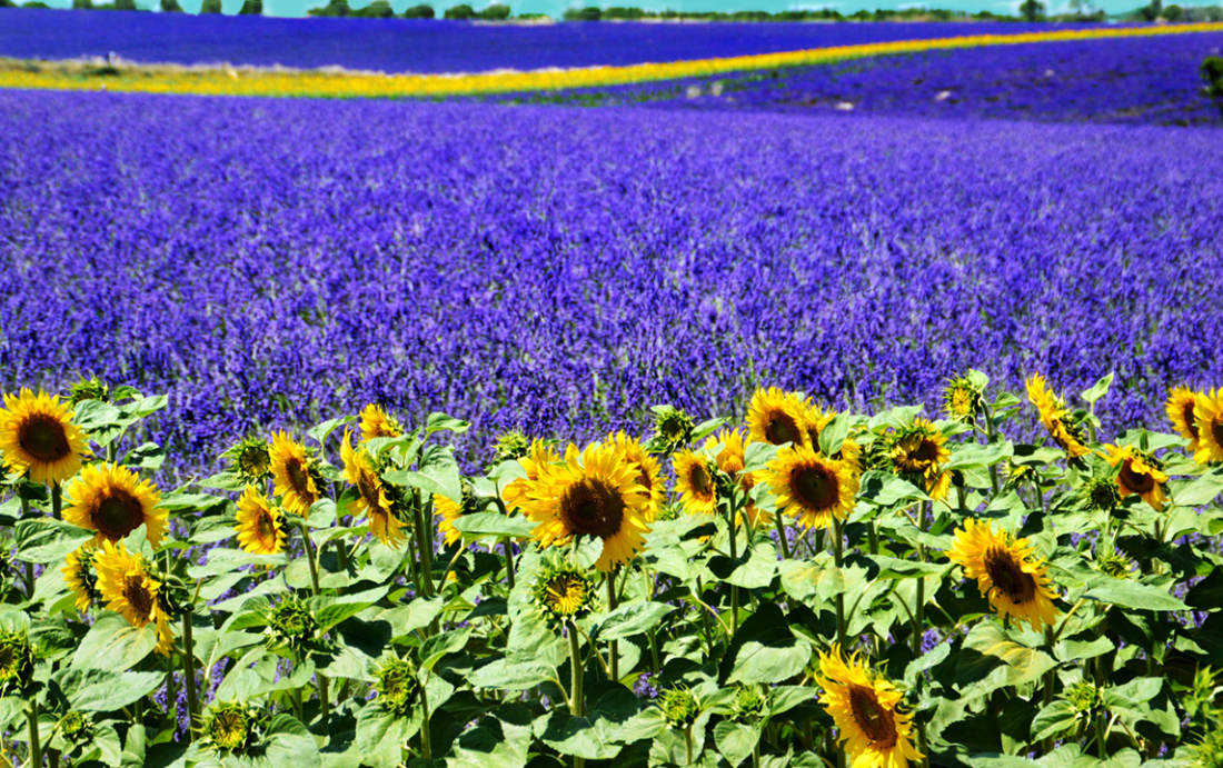 Lavender-field_sm